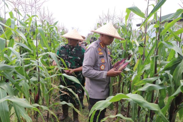 Dukung Astacita dan Ketahanan Pangan, Kapolres Metro Tangerang Kota Panen 2,5 Ton Jagung Ketan di Sepatan