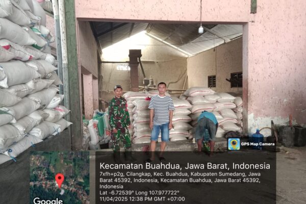 Danramil 1008/Buahdua Bersama Babinsa, PPL Pertanian, dan Bulog Laksanakan Serapan Gabah Dan Beras