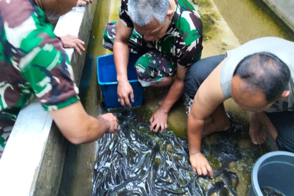 Babinsa Koramil 02/SB Panen Ikan Lele Hasil Budidaya Mandiri