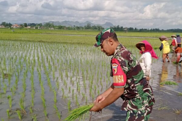 Berkubang Lumpur, Semangat Babinsa Kromasan Tak Pernah Surut