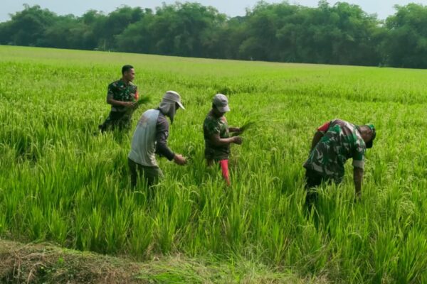 Babinsa Basmi Rumput Liar, Padi Petani di Karangudi Tumbuh Subur