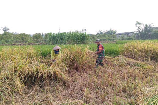 Penuh Semangat, Babinsa Motivasi Panen Padi Poktan Rukun Makmur Di Tanjungsari