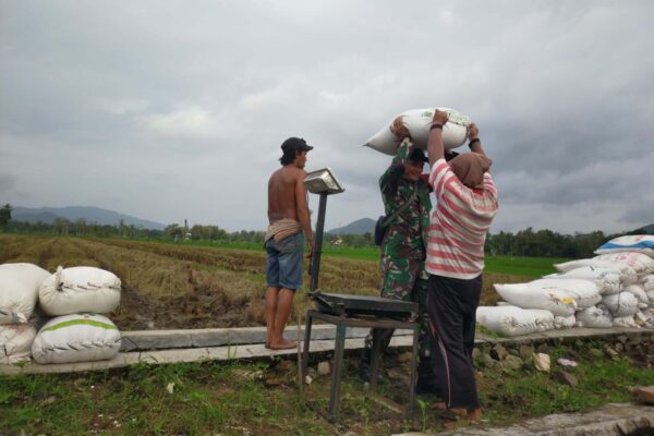 Di Tengah Bencana, Babinsa Tetap Jaga Lumbung Pangan Rakyat Trenggalek
