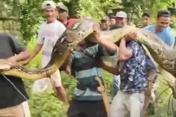 Heboh! Ular Pithon Besar Memangsa Seekor Anak Sapi Milik Warga Di Desa Lakea