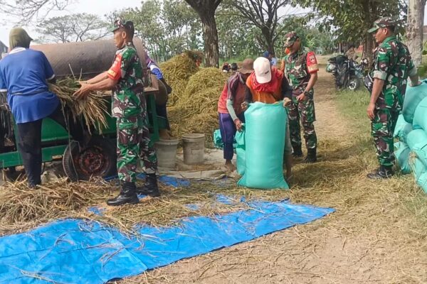 Babinsa Bantu Panen, Percepat Penyerapan Gabah di Desa Mojorejo