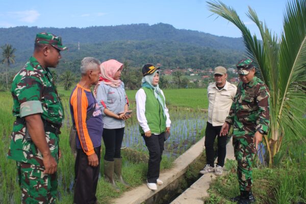 Dandim Sumedang Tinjau Lahan Starbak di Tanjung Kerta: Dorong Desa Mandiri Pangan dan Sejahterakan Petani!