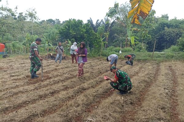 Tanam Benih Jagung Bersama Babinsa Warga Desa Poleng Raih Harapan Panen Melimpah