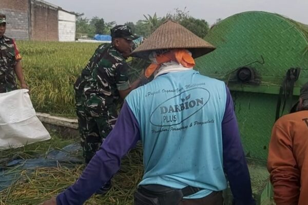 Babinsa Panen Raya Bergandengan Tangan Menuju Kemakmuran Petani