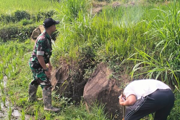 Babinsa Dan Warga Desa Ngampon Buru Hama Tikus