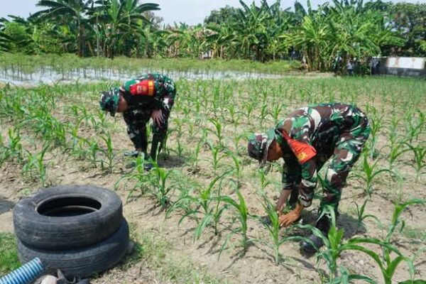 Dansatgas TMMD Reguler Ke-125 Kodim 0735/Surakarta Cek Lahan Ketahanan Pangan Dan Progres Penanaman Jagung