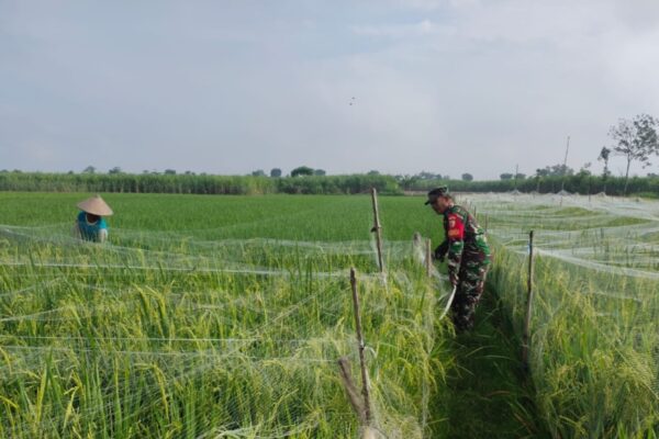 Menjaga Padi, Menjaga Ketahanan Pangan Nasional