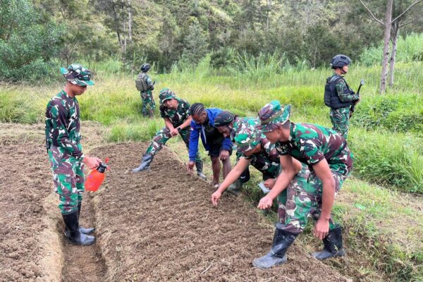 Sinergi TNI dan Warga Wujudkan Kemandirian Pangan di Distrik Malagai