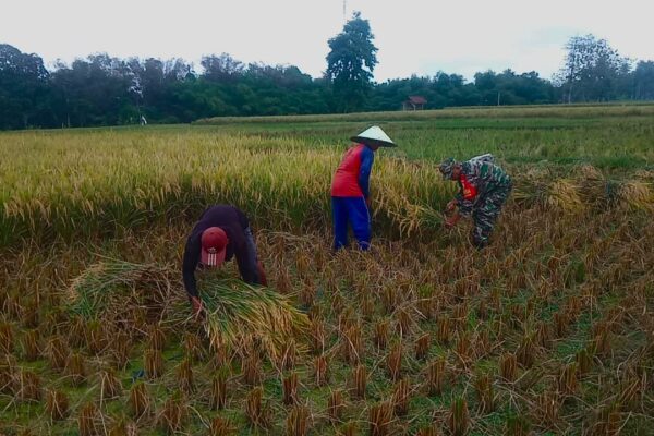 Babinsa Jambewangi Dampingi Petani Panen Padi di Lahan Poktan Budi Tani
