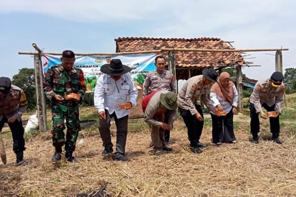 Dukung Nawacita Presiden Desa Pangulah Kotabaru Baru Tanam Jagung Hibrida seluas 3 Hektar
