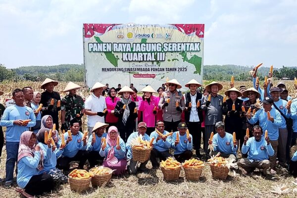 Forkopimda Boyolali Gelar Panen Raya Jagung Serentak, Dorong Ketahanan Pangan Daerah