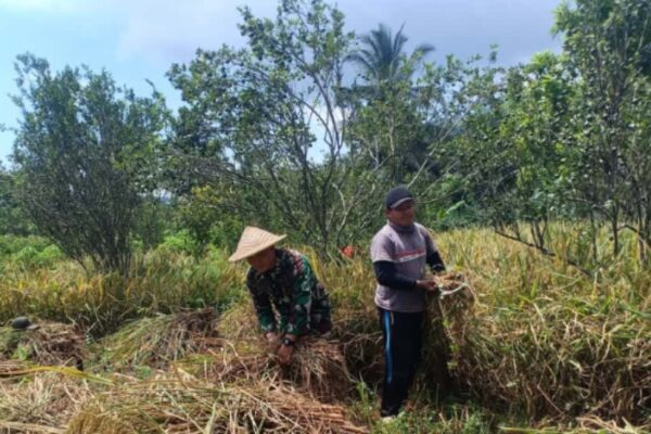 Sertu Bambang, Sosok di Balik Semangat Petani Desa Samar